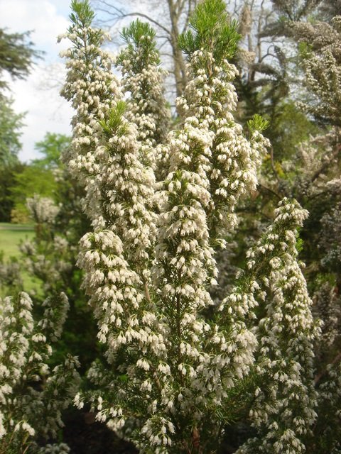 Erica arborea var.alpina